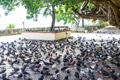 Parque de las Palomas, Pigeon Park, Old San Juan