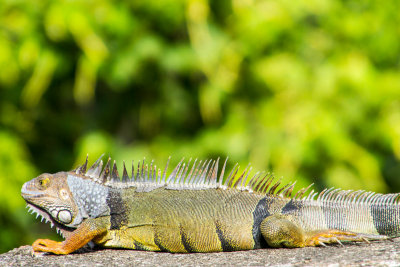 Iguana, San Felipe El Morro Castle, Viejo San Juan