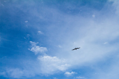 Bird above Old San Juan