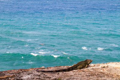 Iguana, San Felipe El Morro Castle and the Atlantic Ocean, Viejo San Juan