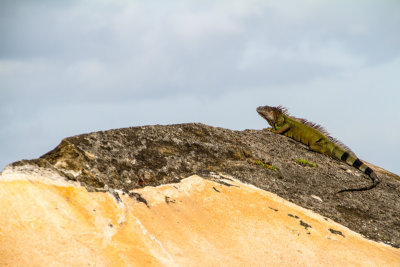 Iguana, San Felipe El Morro Castle, Viejo San Juan