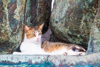 Cats of Old San Juan