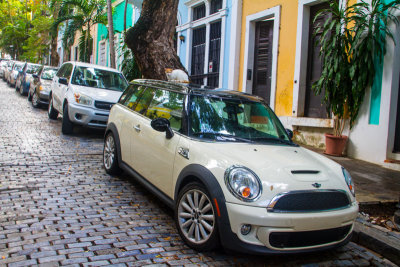 Cats of Old San Juan