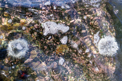 Sea urchins, Old San Juan