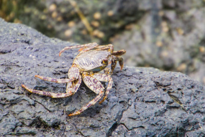 Crabs, Old San Juan