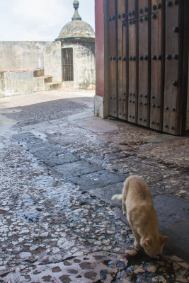 Cats of Old San Juan, entering through San Juan Gate