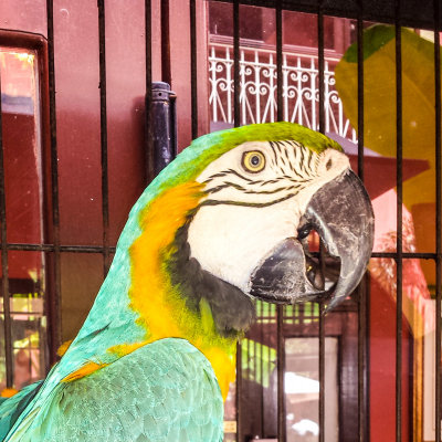 Parrots, Old San Juan