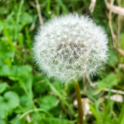 Dandelion, Flower, macro, Barrington Park, Illinois