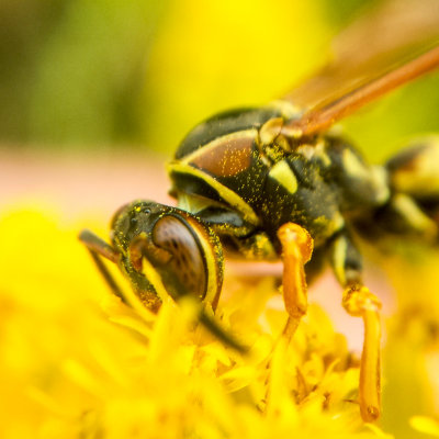 Bee, Barrington Park, Illinois