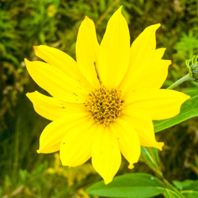 Flower, macro, Barrington Park, Illinois