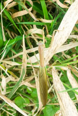 Phasmatodea, stick insect, Barrington Park, Illinois