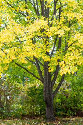 Crabtree Forest Preserve, Schaumburg, Illinois - Fall 2014