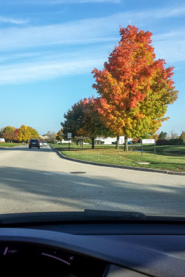 Fall Colors 2014, Lincolnshire, IL