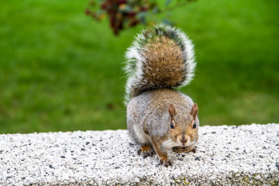 Squirrel, Grant Park, Chicago, IL