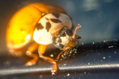 Ladybug, Chicago, fall 2014