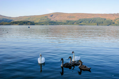 Swans, Loch Lomond, Scotland