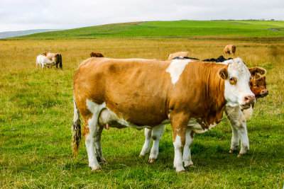 Cows, Orkney, Scotland