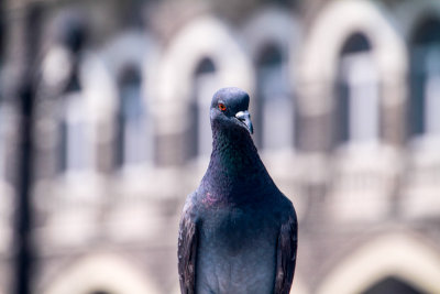 Pigeon, Mumbai, India