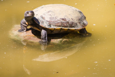 Tortoise, Bannerghata National Park, India