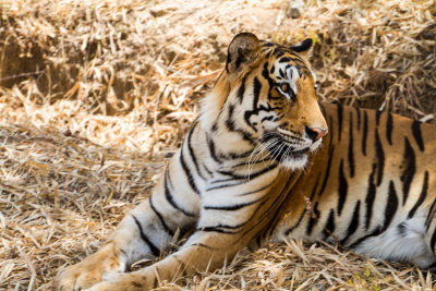 Bannerghatta National Park, Zoo and Butterfly Park, Karnataka