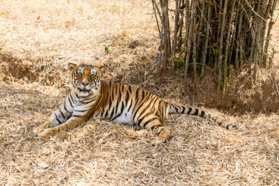 Bengal Tiger, Bannerghata National Park, India