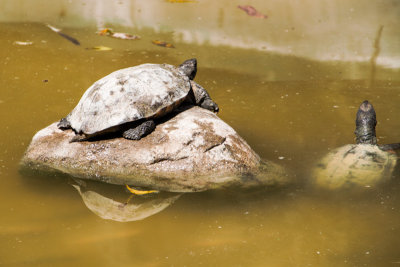 Tortoise, Bannerghata National Park, India