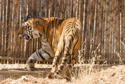 Bengal Tiger, Bannerghata National Park, India