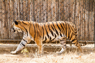 Bengal Tiger, Bannerghata National Park, India