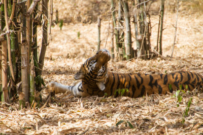 Bengal Tiger, Bannerghata National Park, India