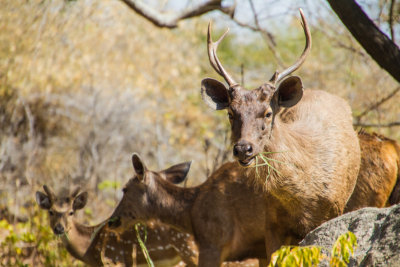 Deer, Bannerghata National Park, India