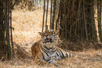 Bengal Tiger, Bannerghata National Park, India