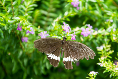 Butterfly Park, Bannerghata National Park, India