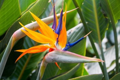 Butterfly Park, Bannerghata National Park, India