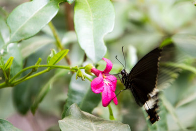 Butterfly Park, Bannerghata National Park, India