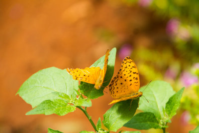 Butterfly Park, Bannerghata National Park, India