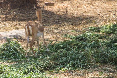 Deer, Bannerghata National Park, India