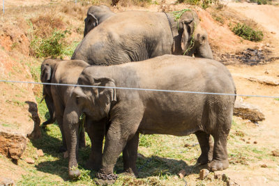 Elephant, Bannerghata National Park, India