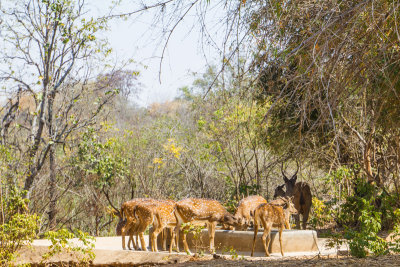 Deer, Bannerghata National Park, India