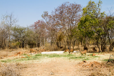 Deer, Bannerghata National Park, India