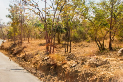 Deer, Bannerghata National Park, India