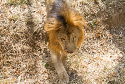Lion, Bannerghata National Park, India