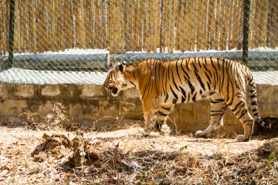 Bengal Tiger, Bannerghata National Park, India