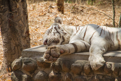 White Tiger, Bannerghata National Park, India