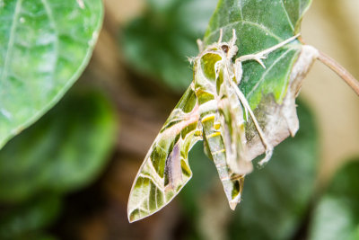 Grasshopper, Bangalore