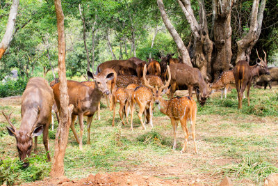 Deer, Bannerghata National Park, India