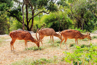 Deer, Bannerghata National Park, India