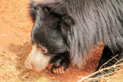 Bear, Bannerghatta National Park, India
