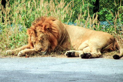 Lion, Bannerghatta National Park, India