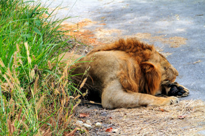 Lion, Bannerghatta National Park, India