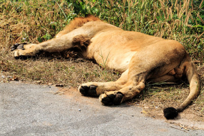 Lion, Bannerghatta National Park, India